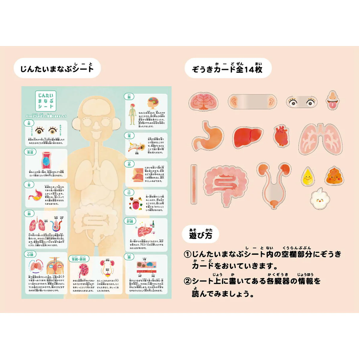じんたいまなぶセット 363373 - Image 2